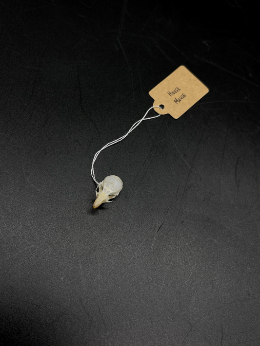 B Grade House Mouse Skull