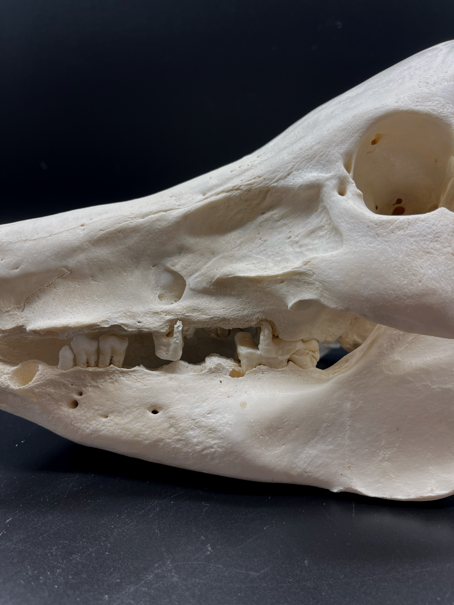 Pathological Geriatric Sow