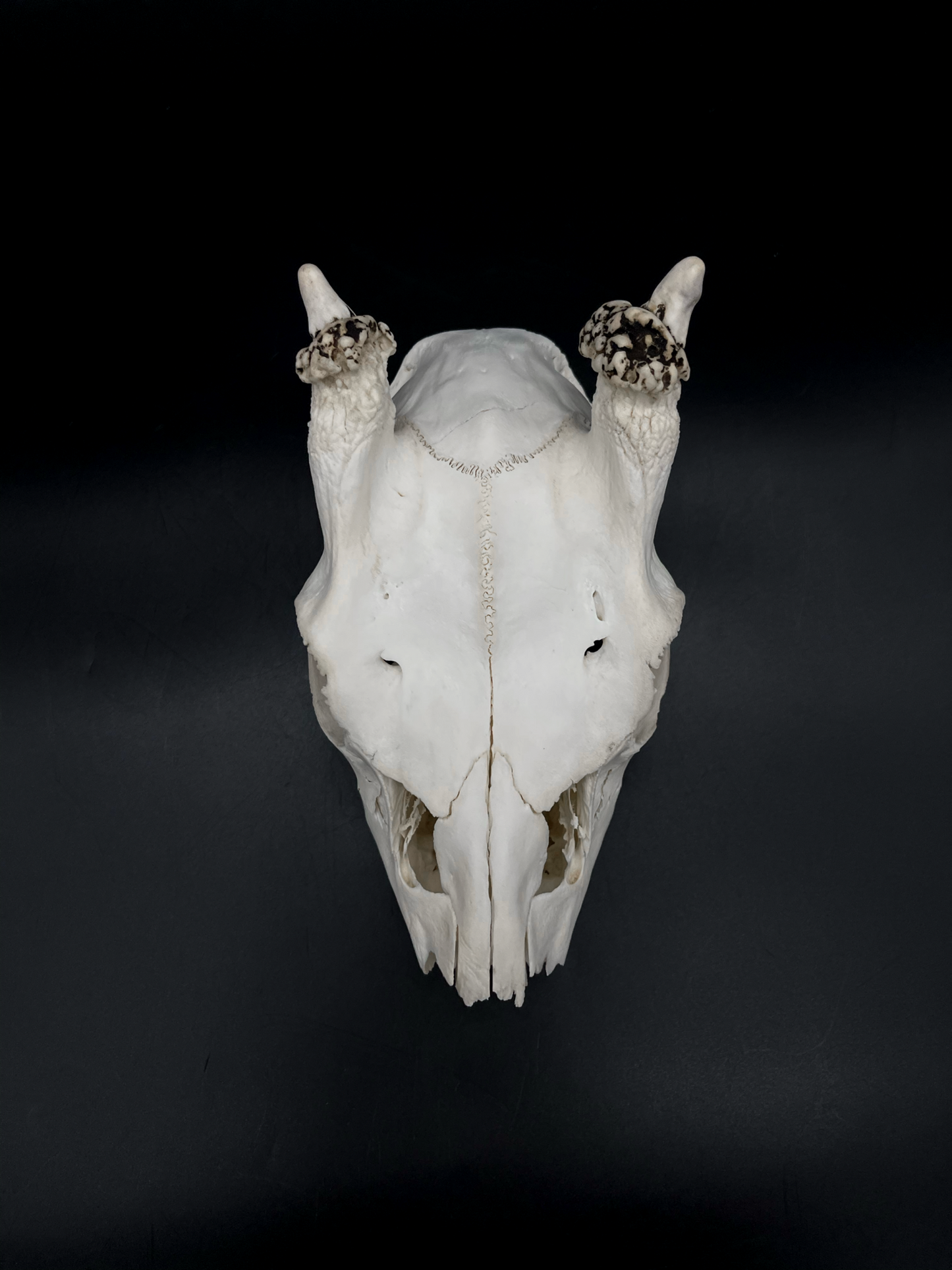 Craft Grade Fallow Spiker Skull