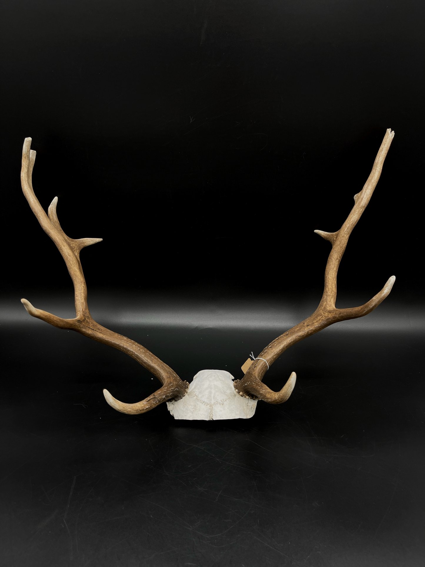Craft Grade Fallow Buck Skull Cap