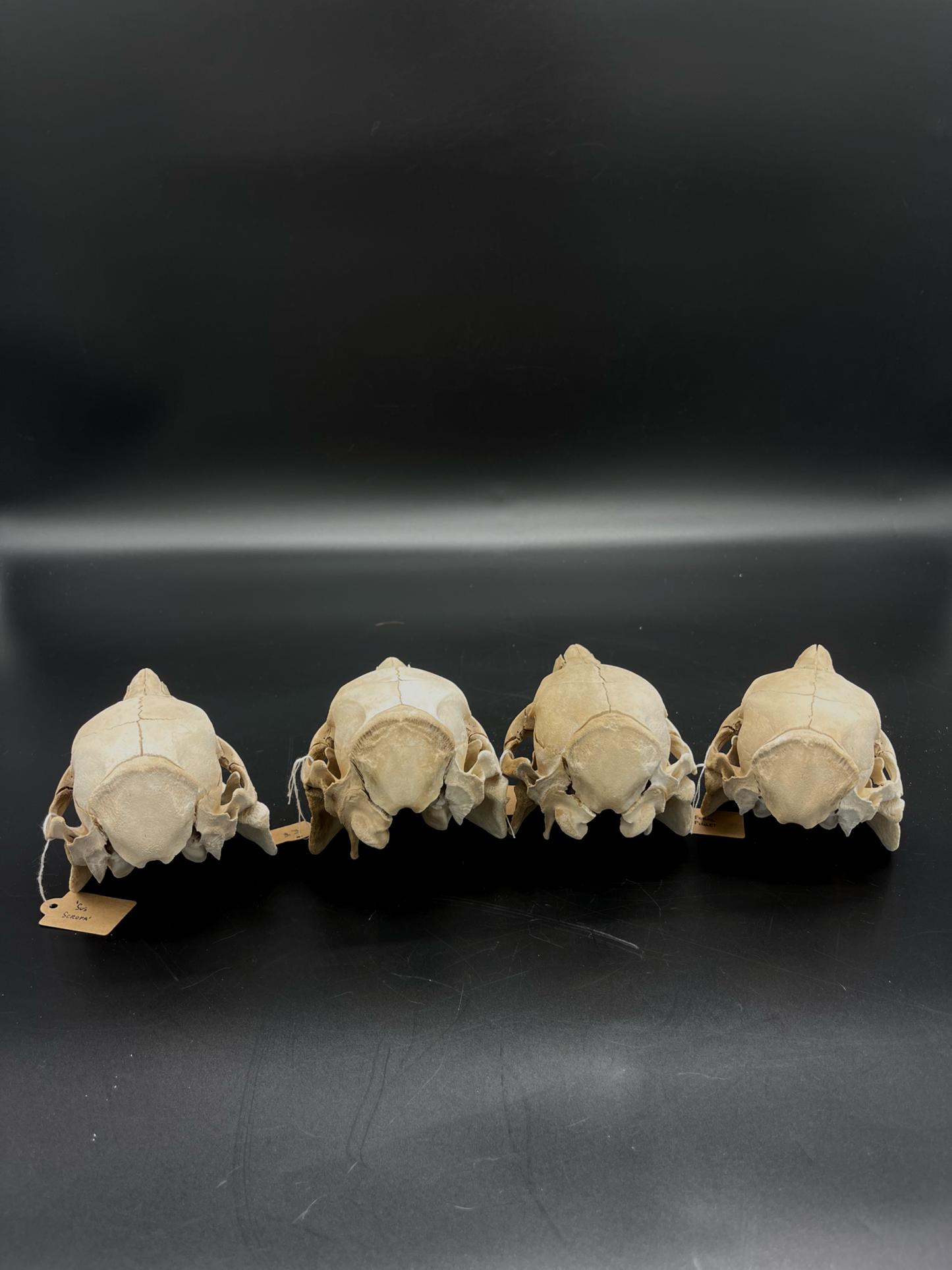B Grade Feral Piglet Skull with Mandibles & Natural Patina
