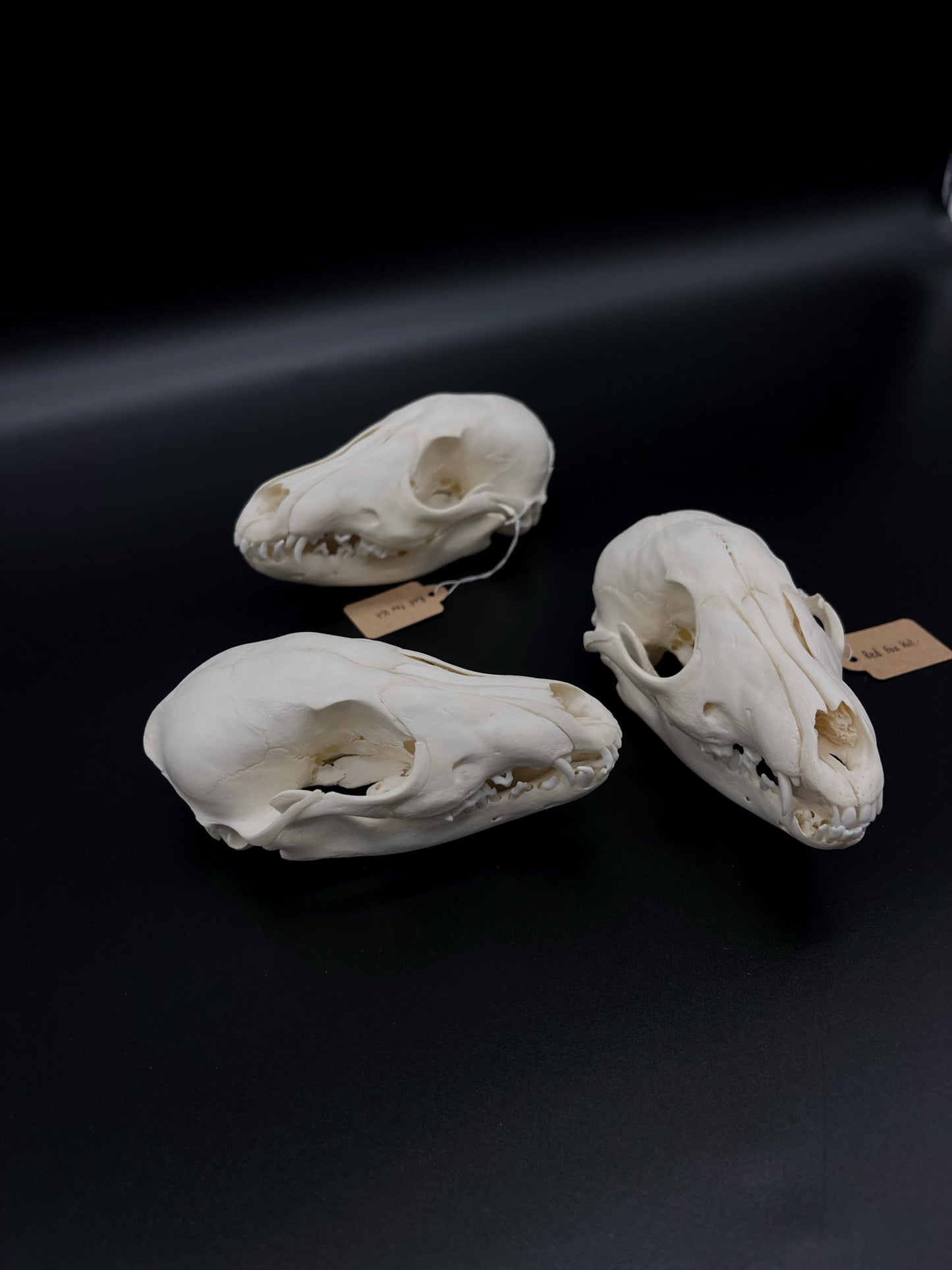 B Grade Juvenile Australian Red Fox Kit Skull