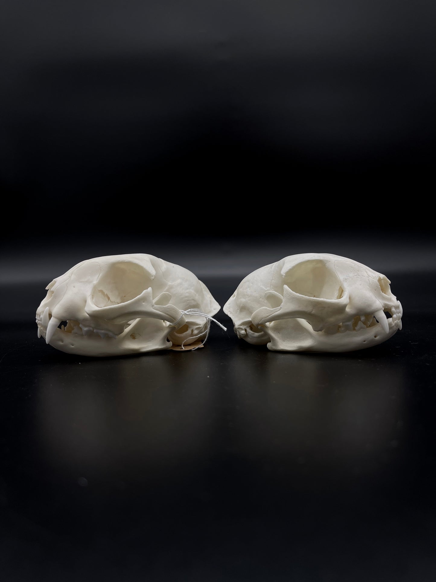 B Grade Feral Cat Skull