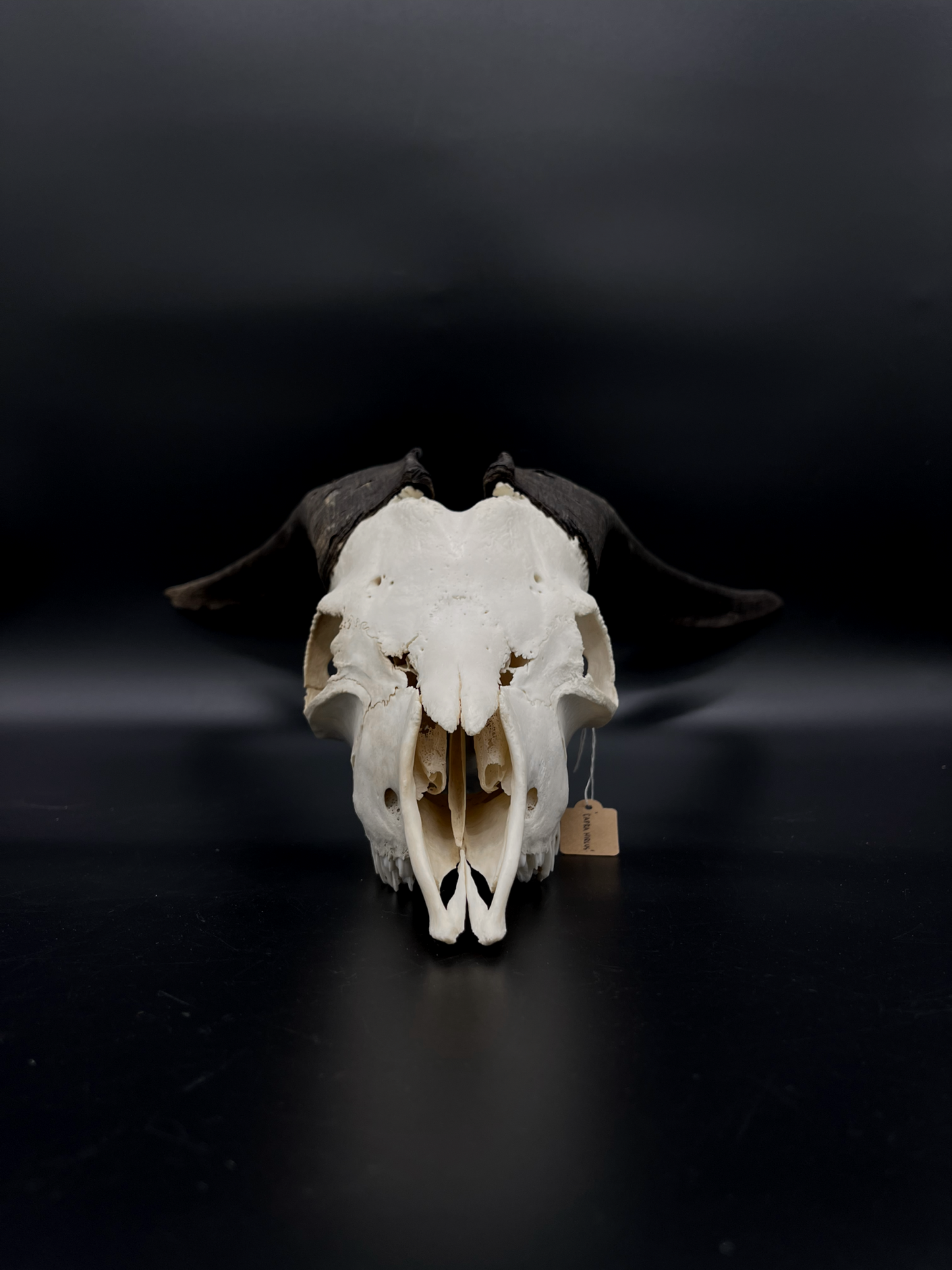 A- Grade Feral Billy Goat Skull