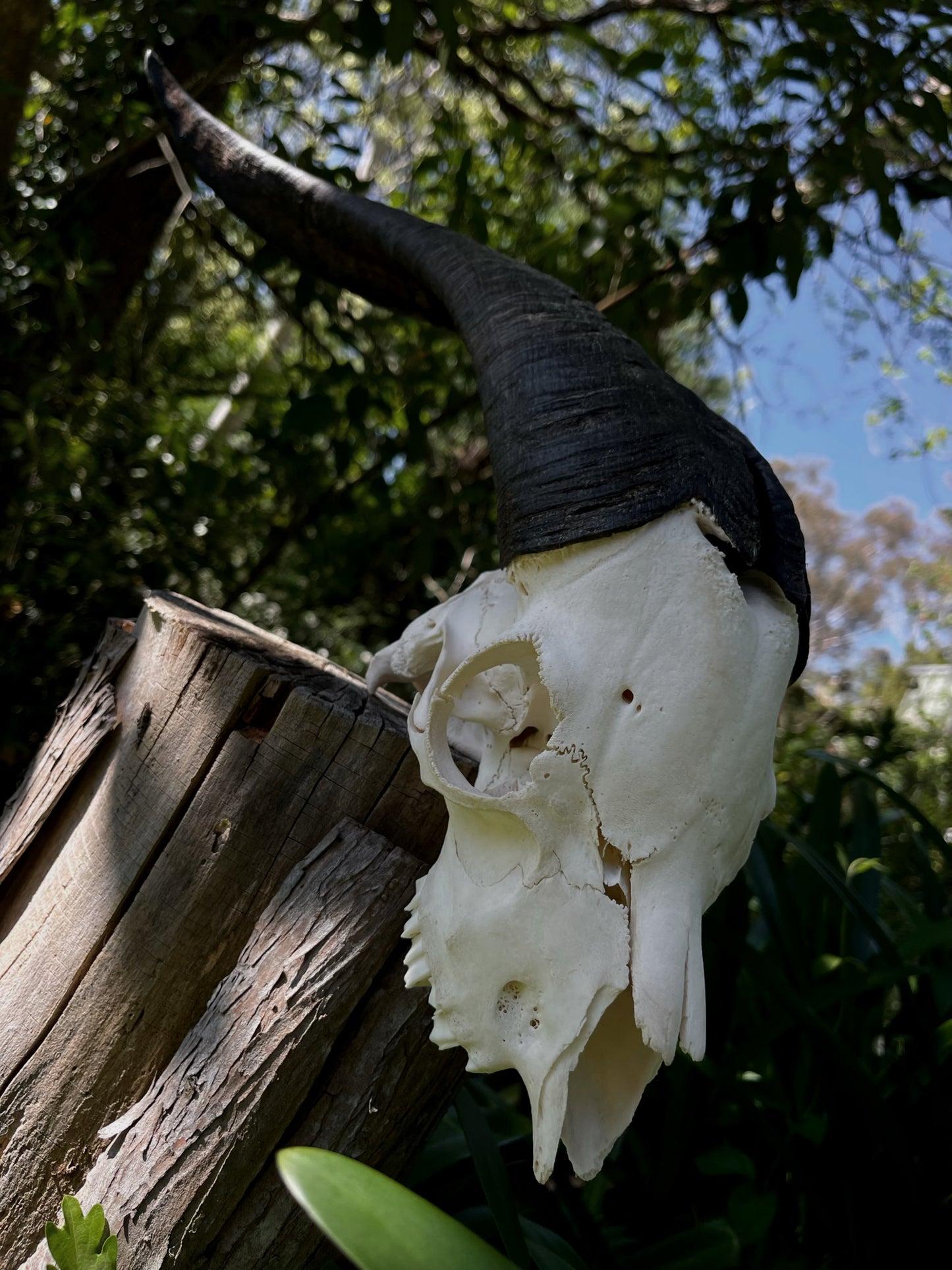 Billy Goat Skull