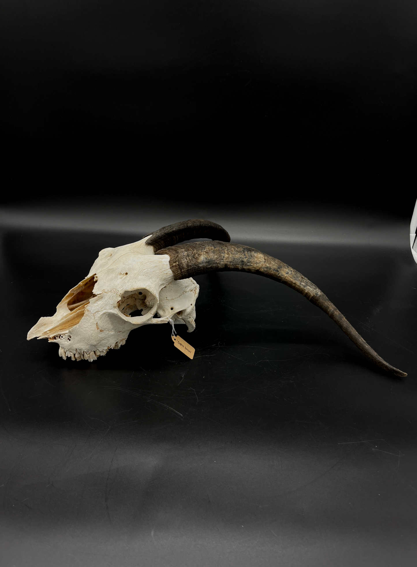 Craft Grade Nanny Goat Skull