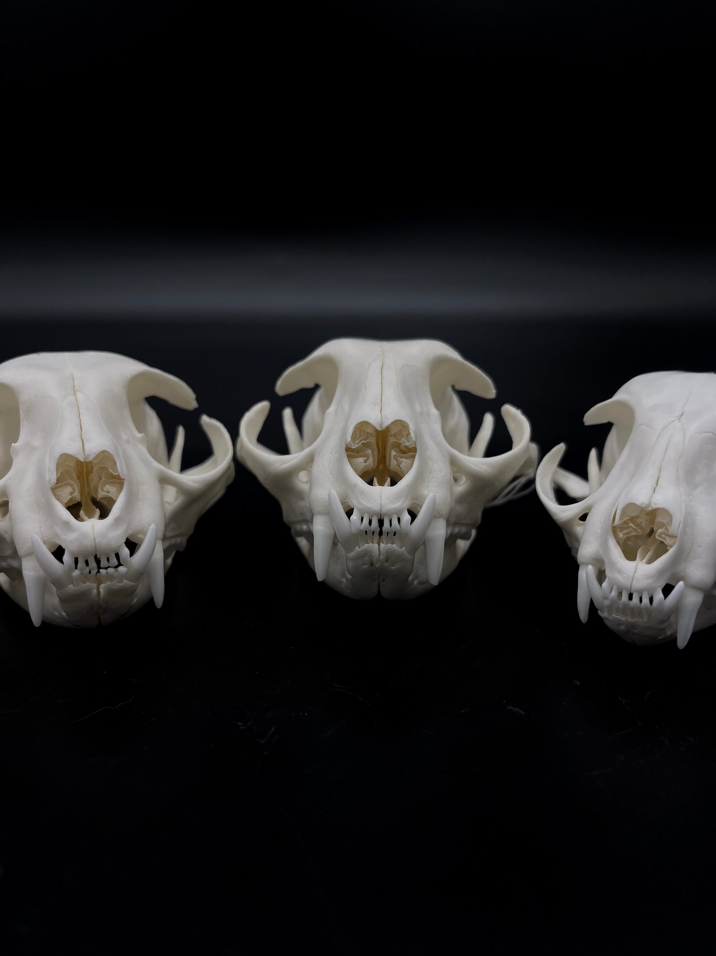 A+ Grade Feral Cat Skull
