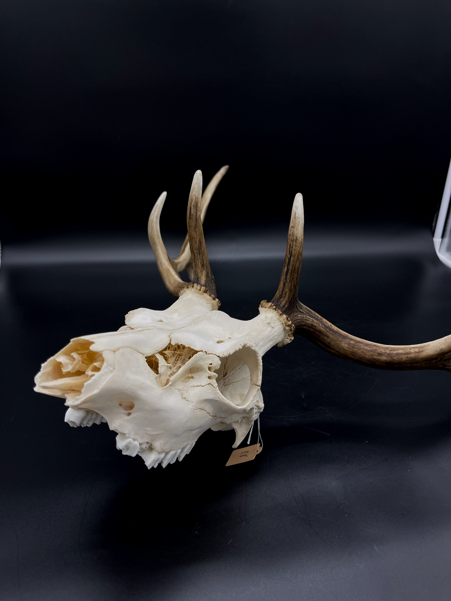B Grade Fallow Buck Skull