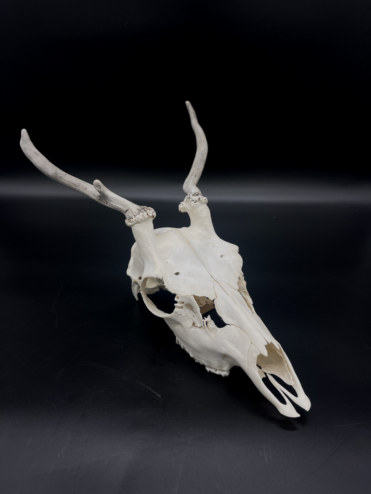 Craft Grade Fallow Buck Spiker Skull