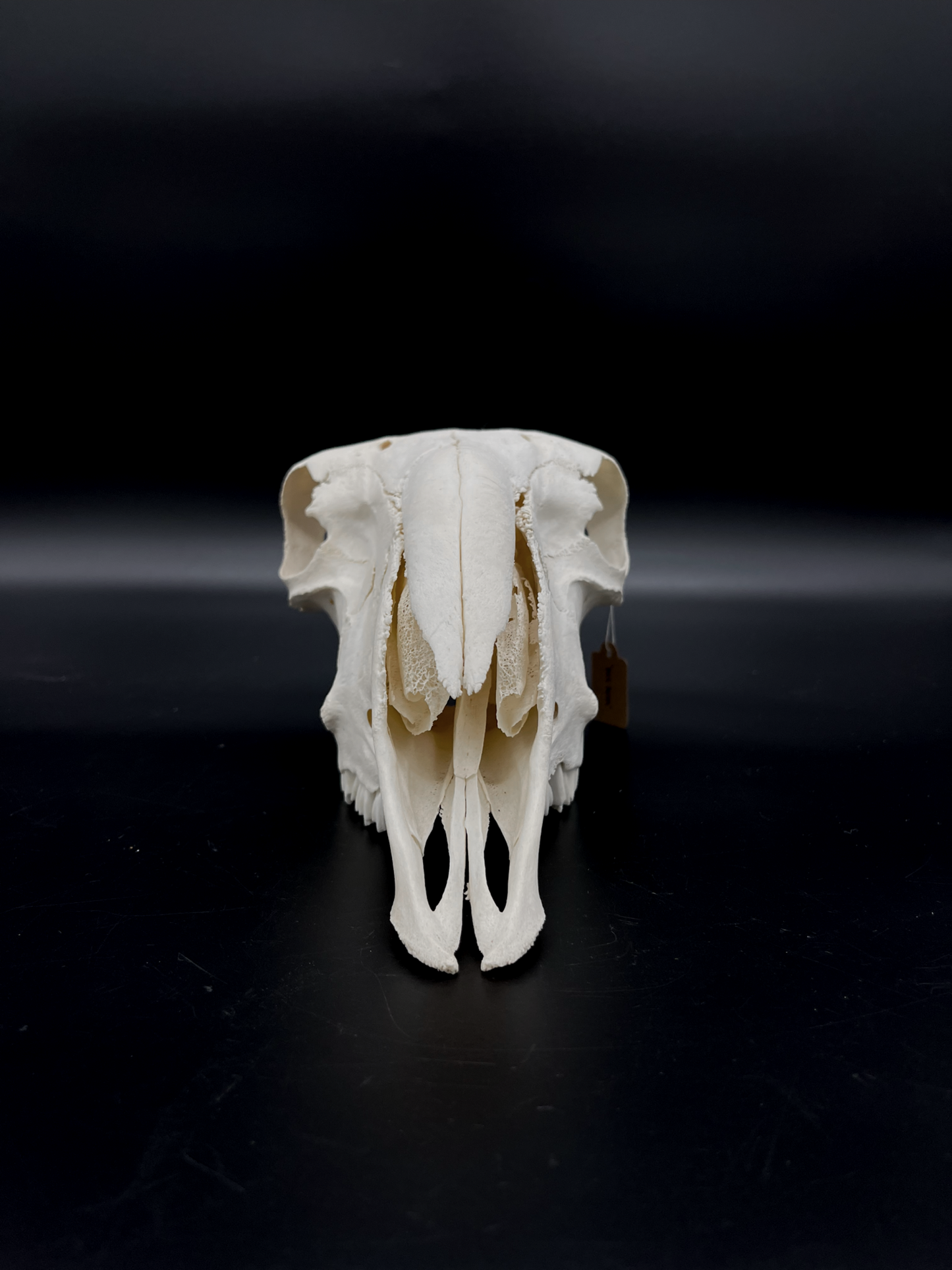 A- Grade Border Leicester Stud Ram Skull (Slight Wry Nose)