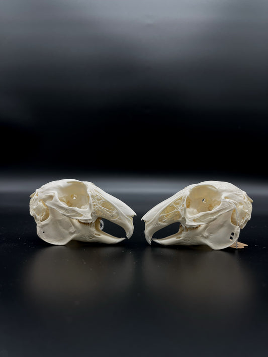 (B Grade) European Rabbit Skull