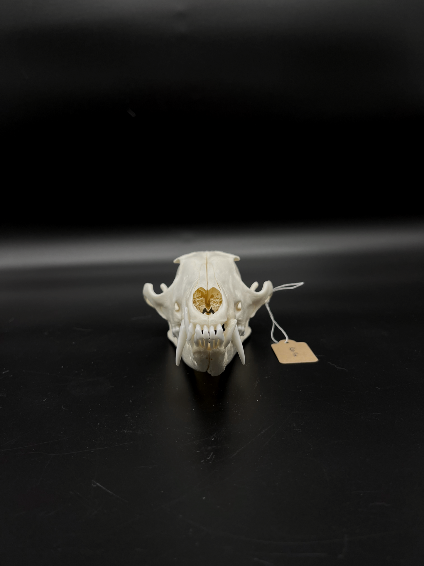 INTERACTIVE Pathological Red Fox Skull
