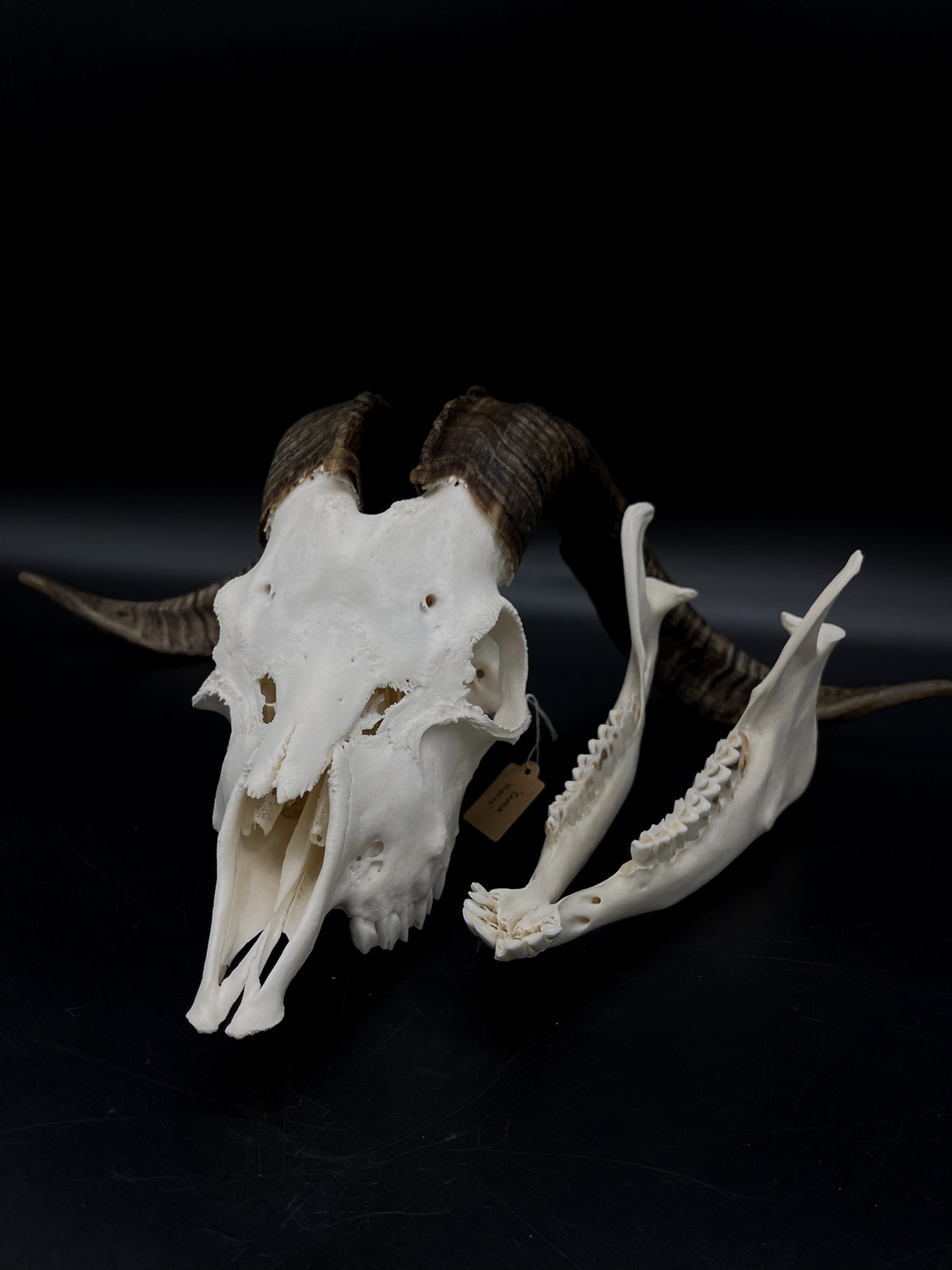 A+ Grade Rangeland (with Angora genetics) Billy Goat Skull + Mandibles