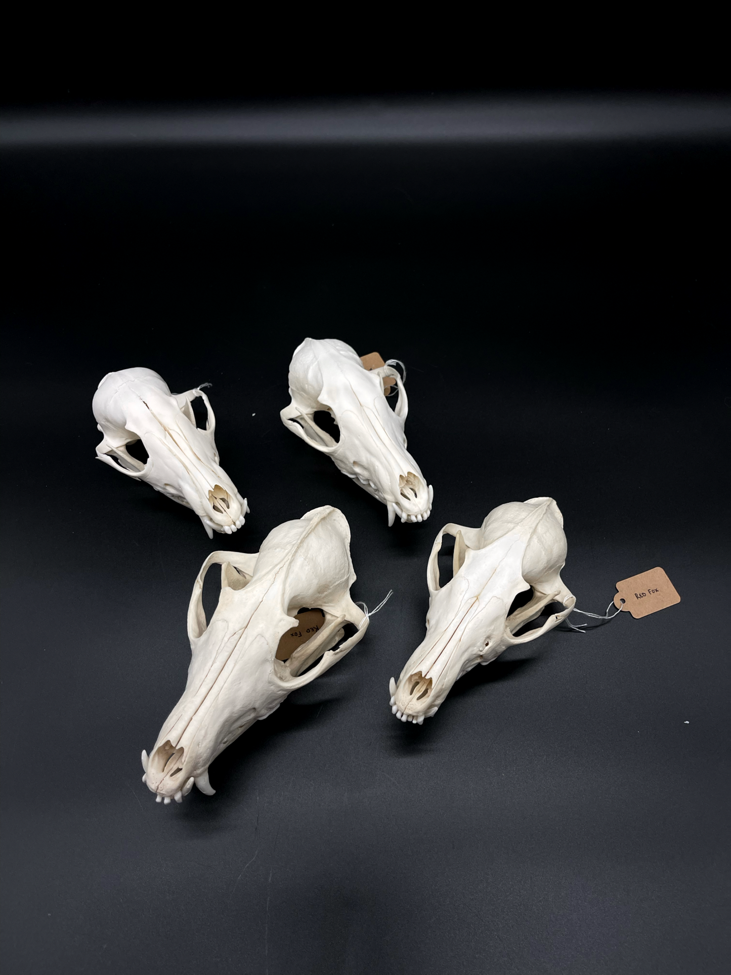 B Grade Red Fox Skull
