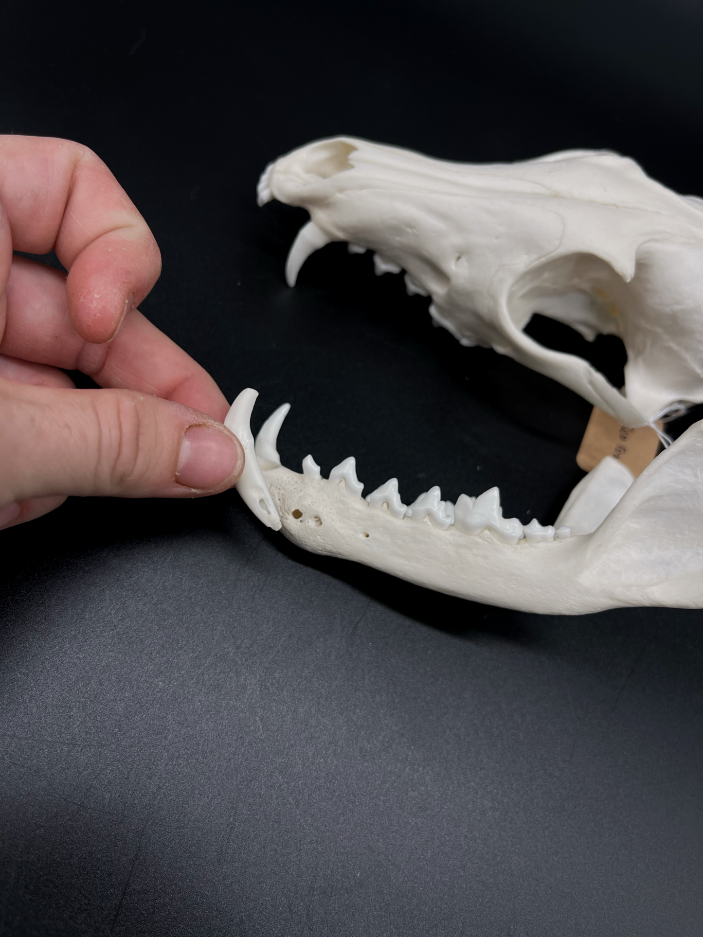 INTERACTIVE Pathological Red Fox Skull