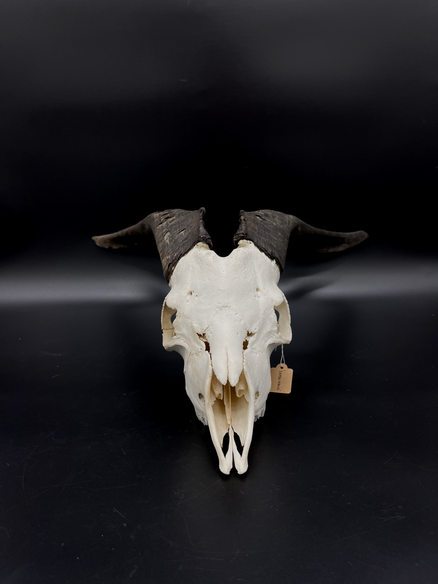 A- Grade Feral Billy Goat Skull