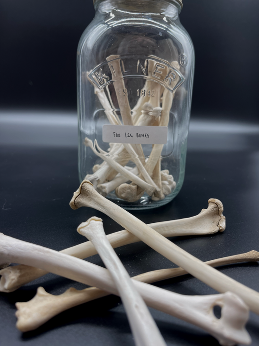 Fox Leg Bone