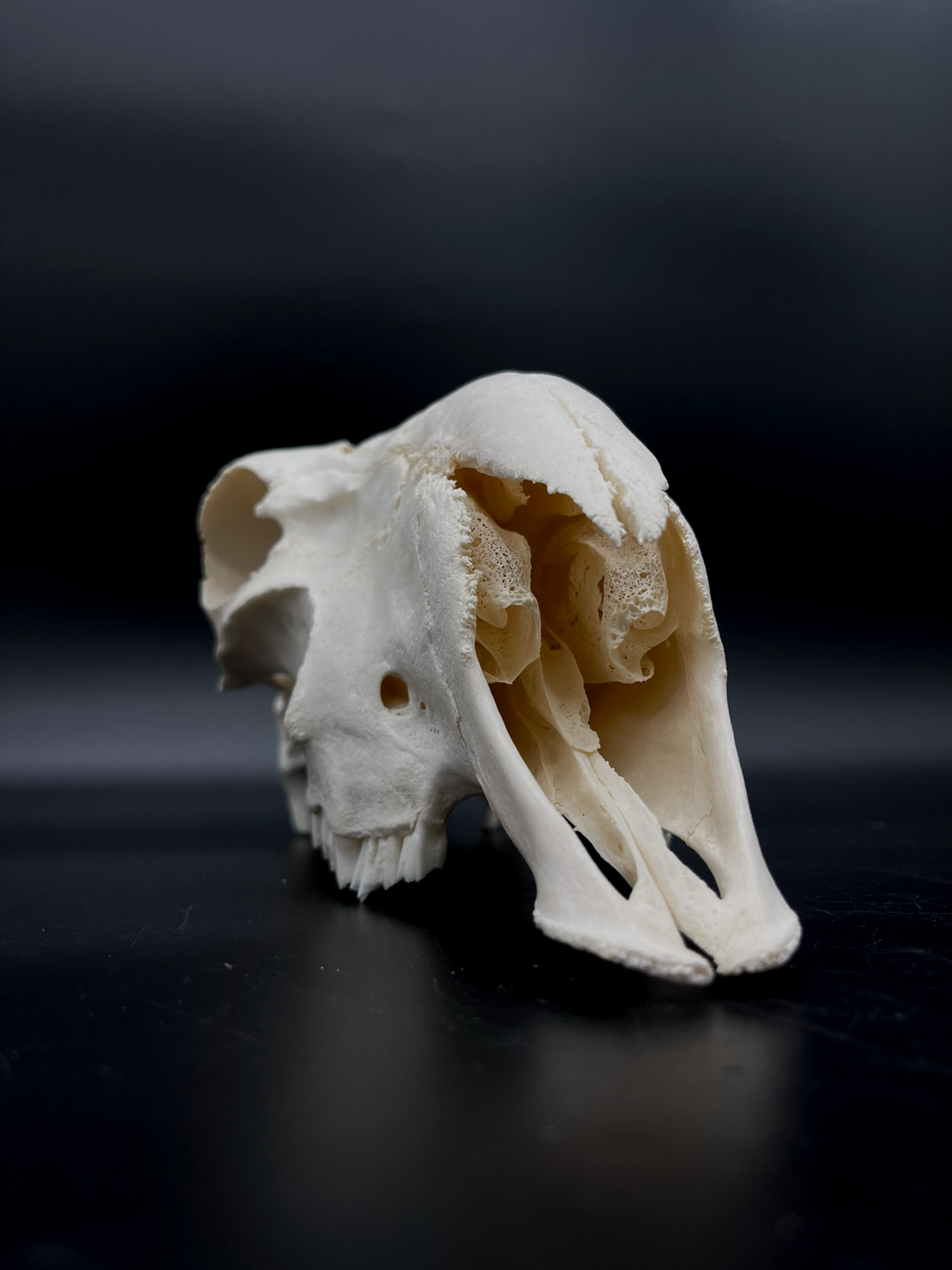 A- Grade Pathological Border Leicester Stud Ram Skull with Cranium blunt force trauma + a slight Wry Nose
