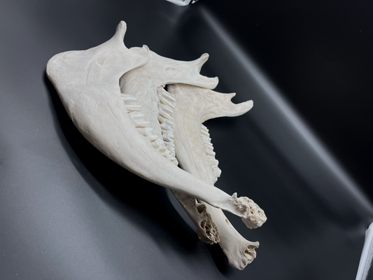Cattle Mandible (CRAFT CRADE)