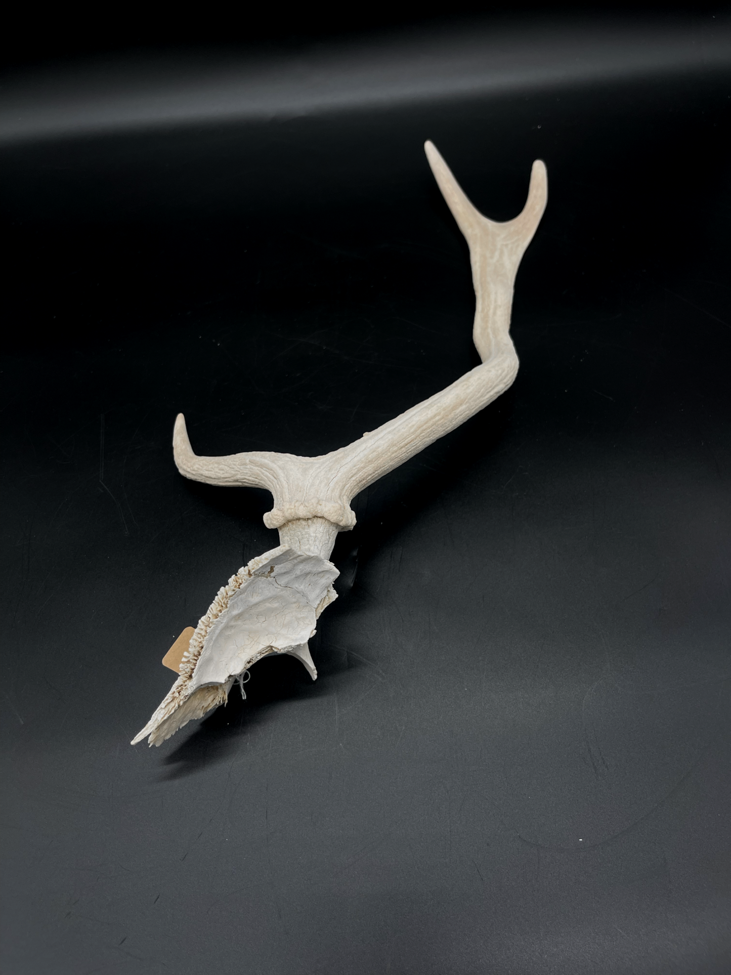 Craft Grade Fallow Antler with Partial Skull