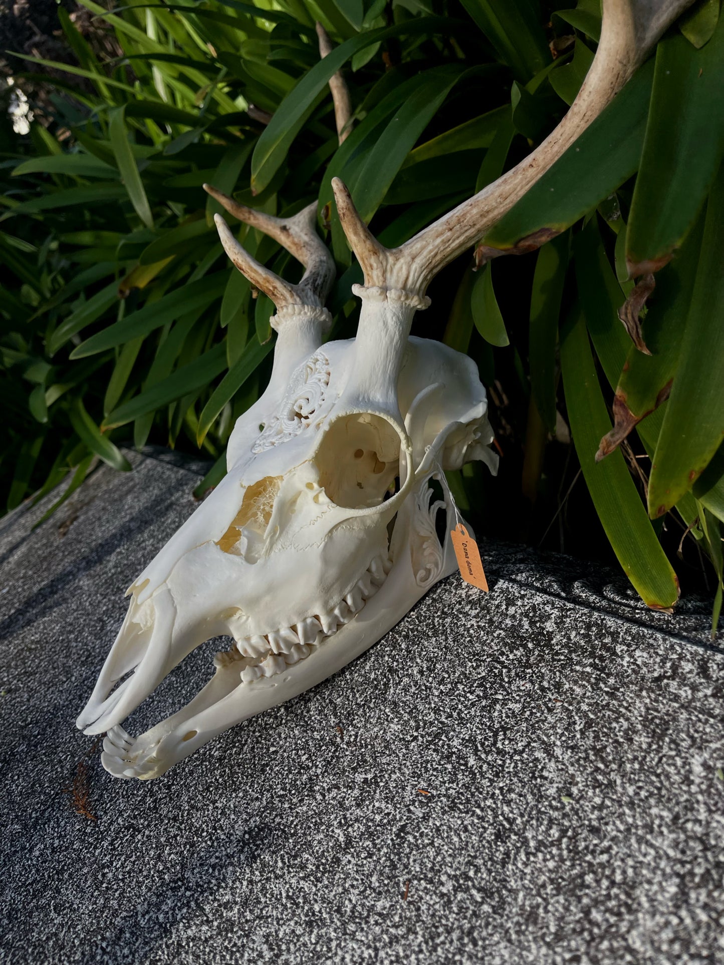 Ornately carved young Fallow Buck