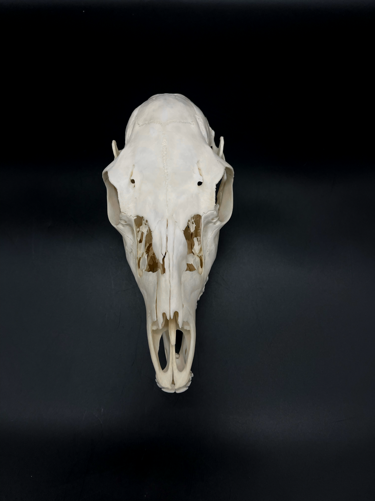 Craft Grade Fallow Doe skull w/ Mandibles