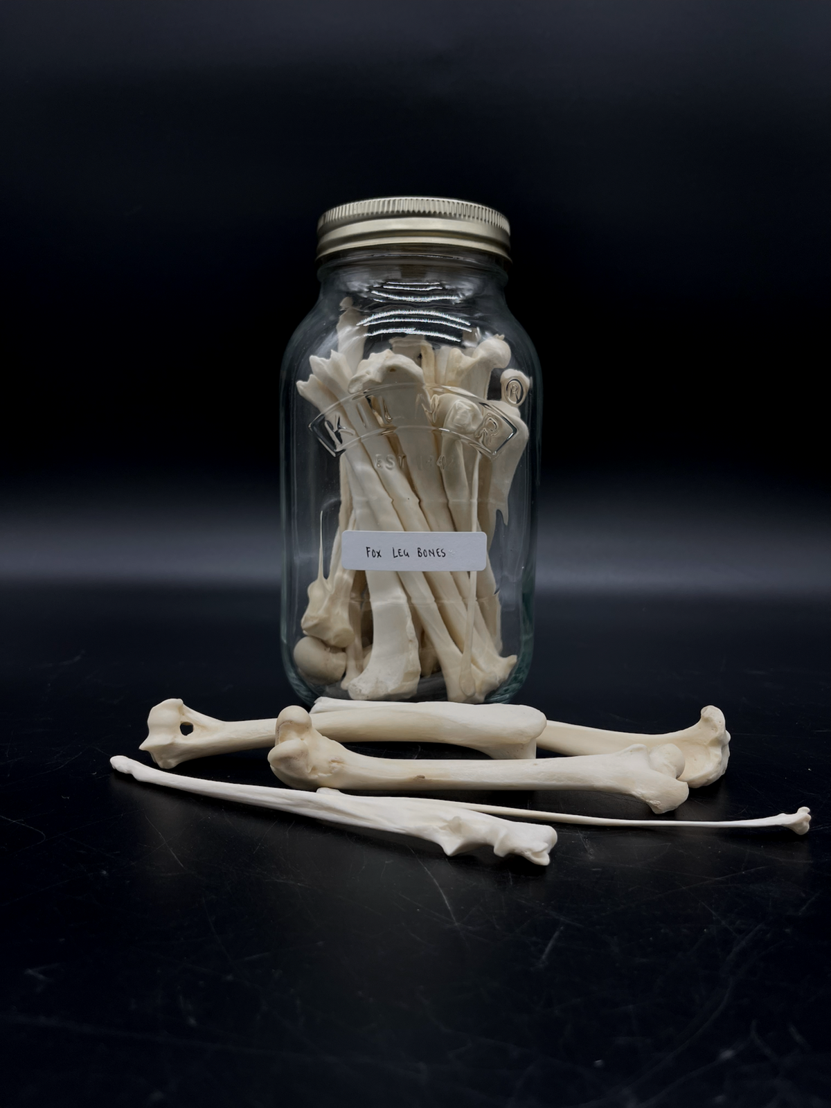 Fox Leg Bones