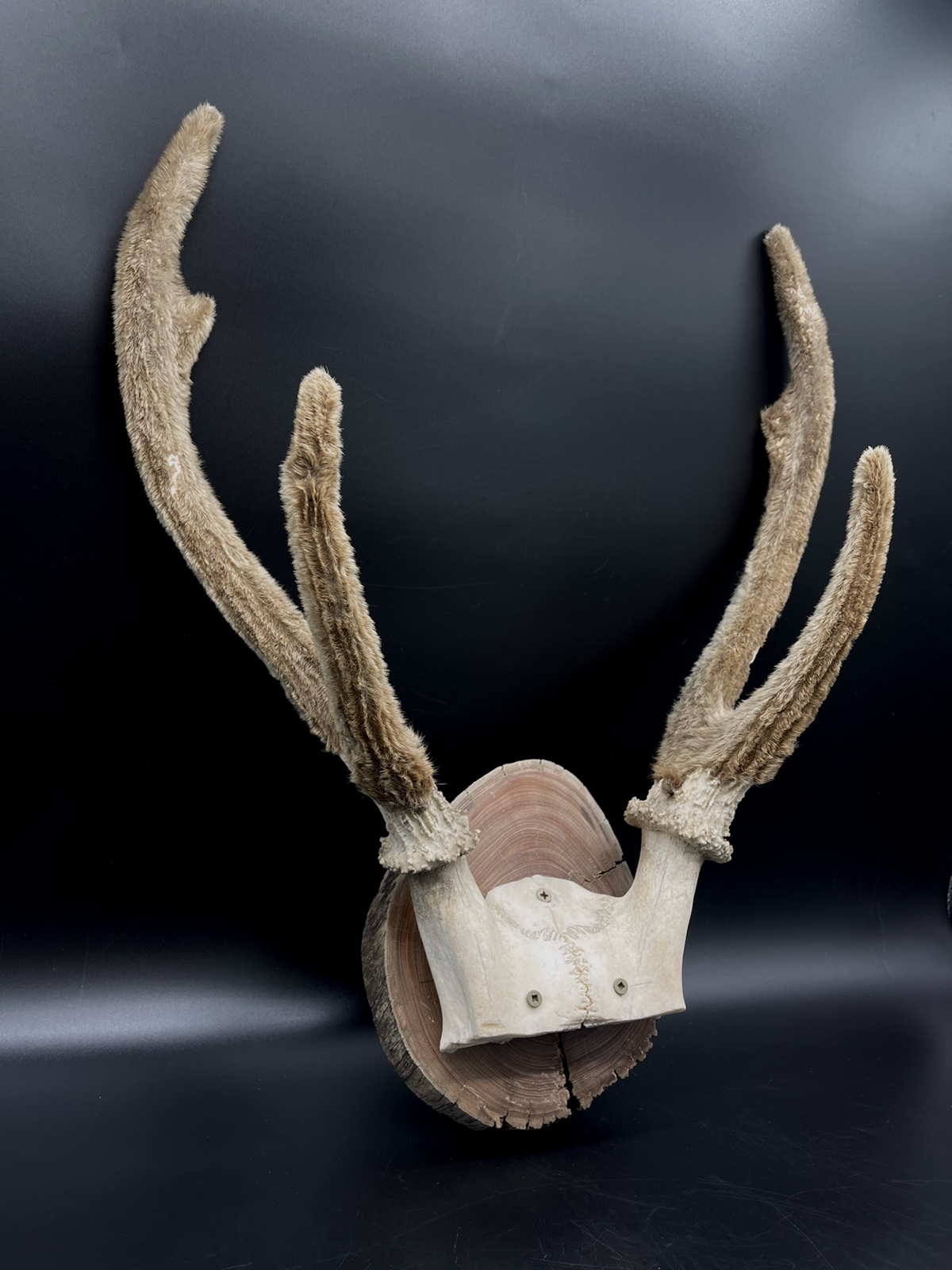 Craft Grade Sambar velvet Antlers mounted on Red Gum