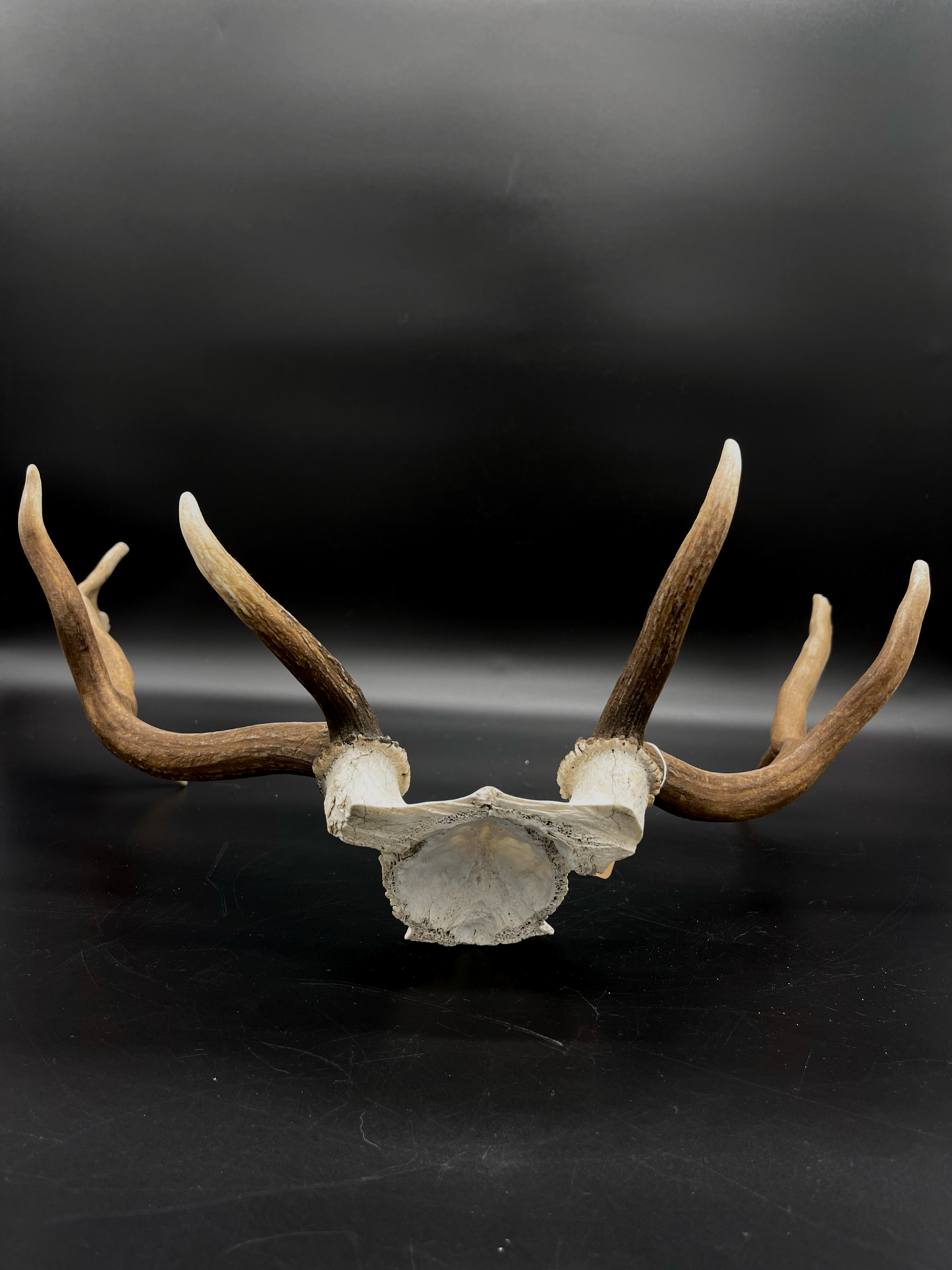 Craft Grade Fallow Buck Skull Cap
