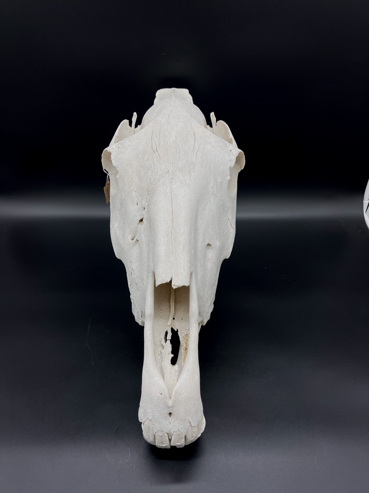 B Grade Pathological Horse Skull
