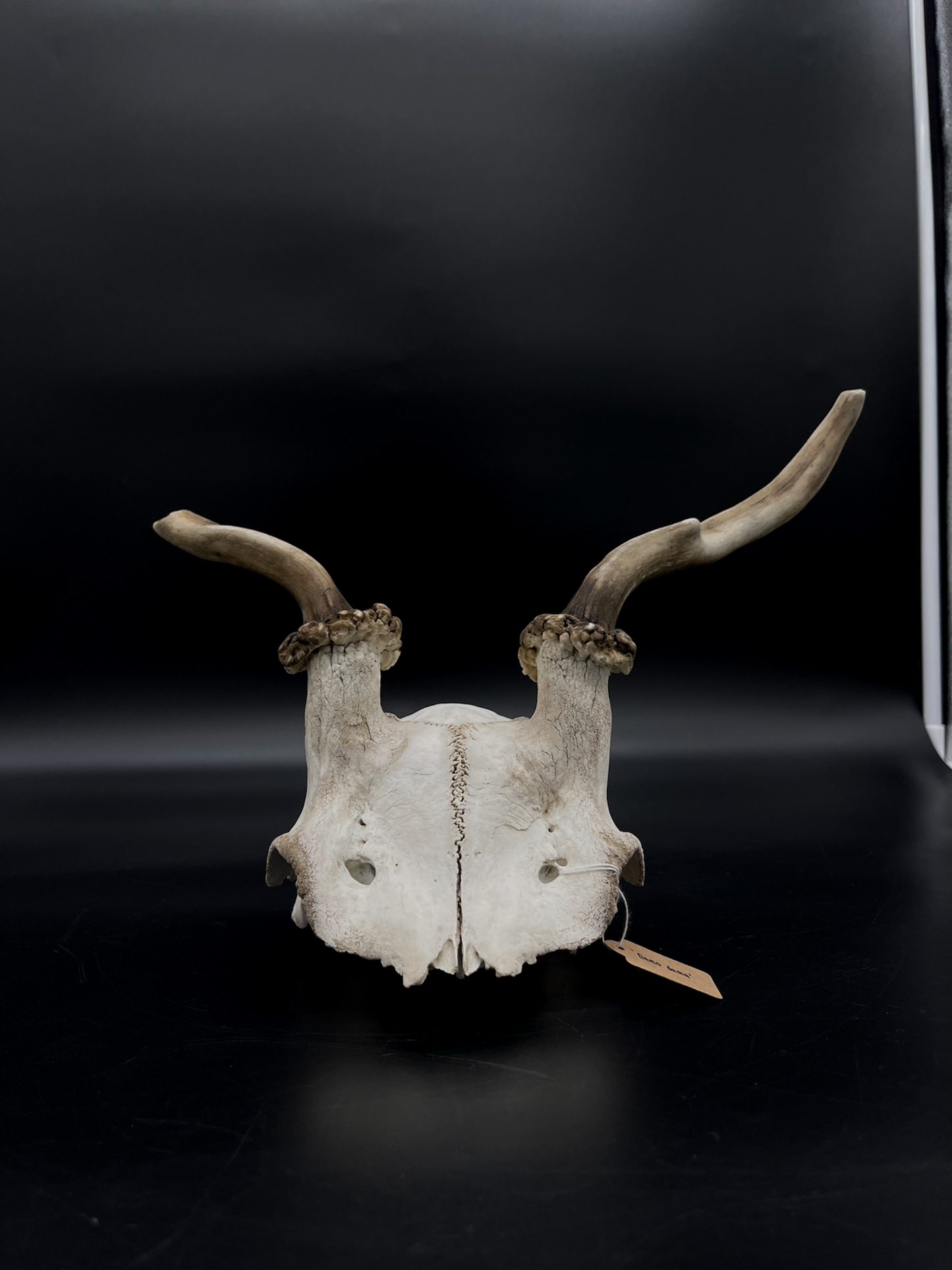 Craft Grade Fallow Spiker Skull Cap