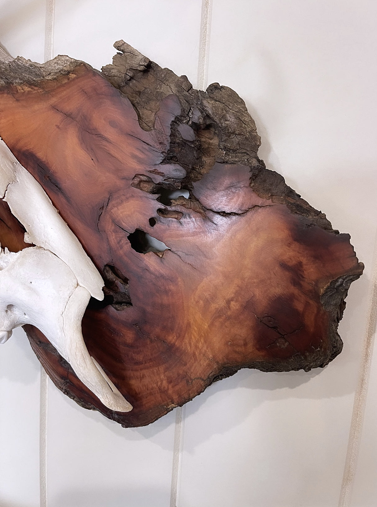 One-sided Fallow Buck Hardwood Burl Mount