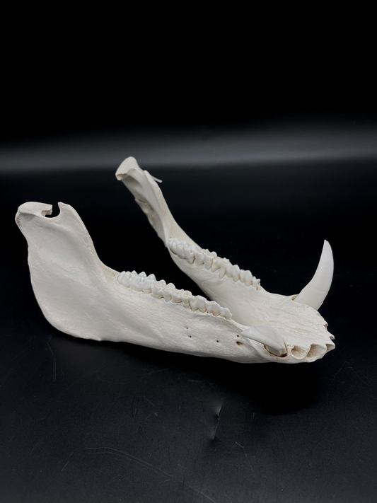 Craft Grade Wild Boar Tusks/Mandibles