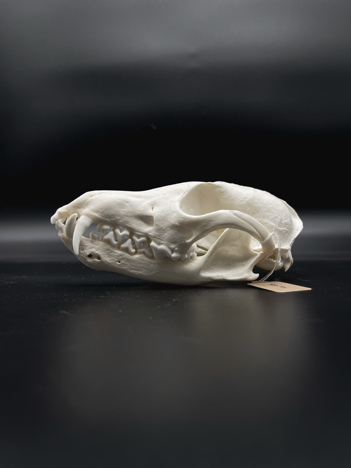 INTERACTIVE Pathological Red Fox Skull