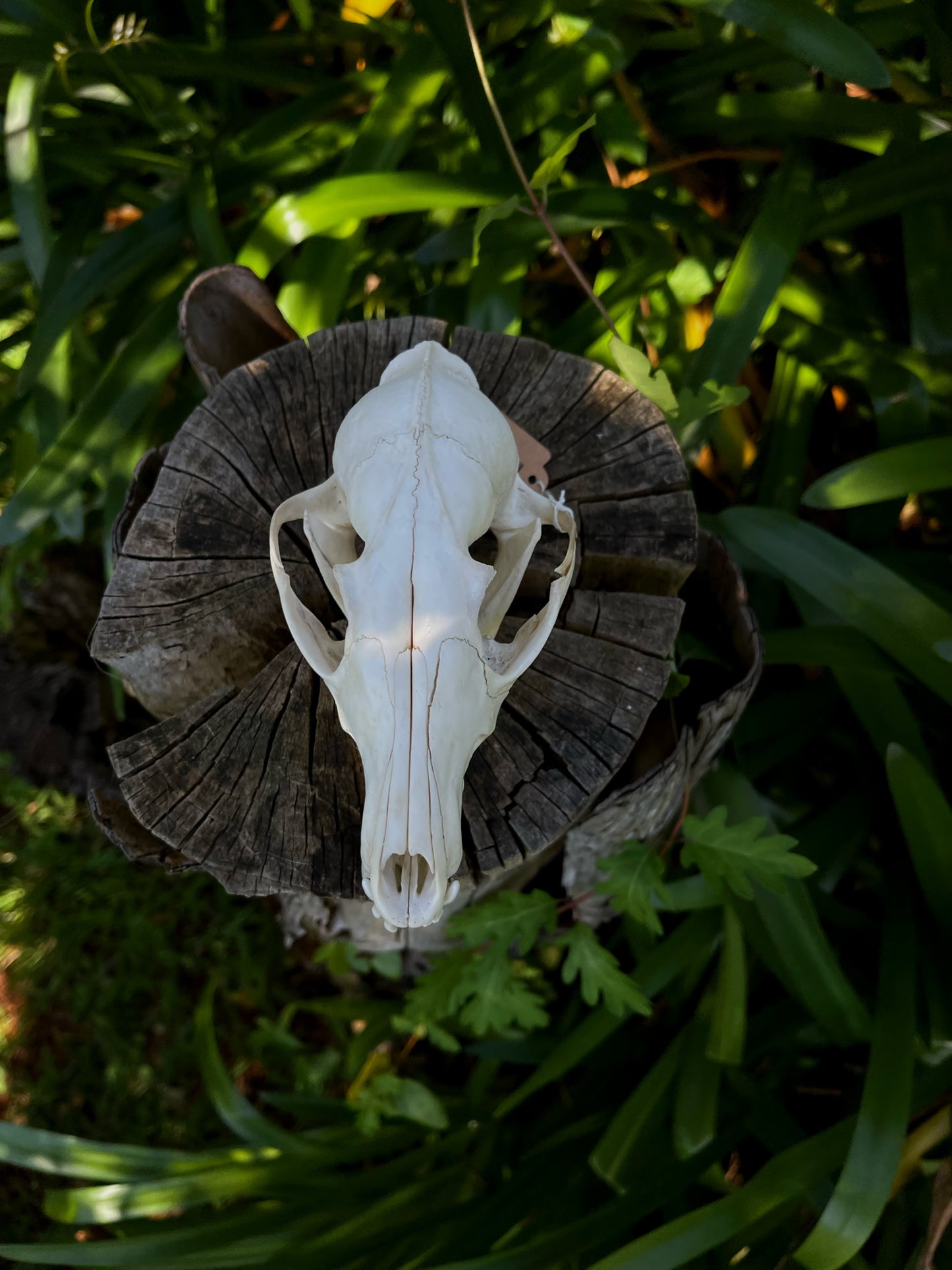 Red Fox Skull (CRAFT GRADE)