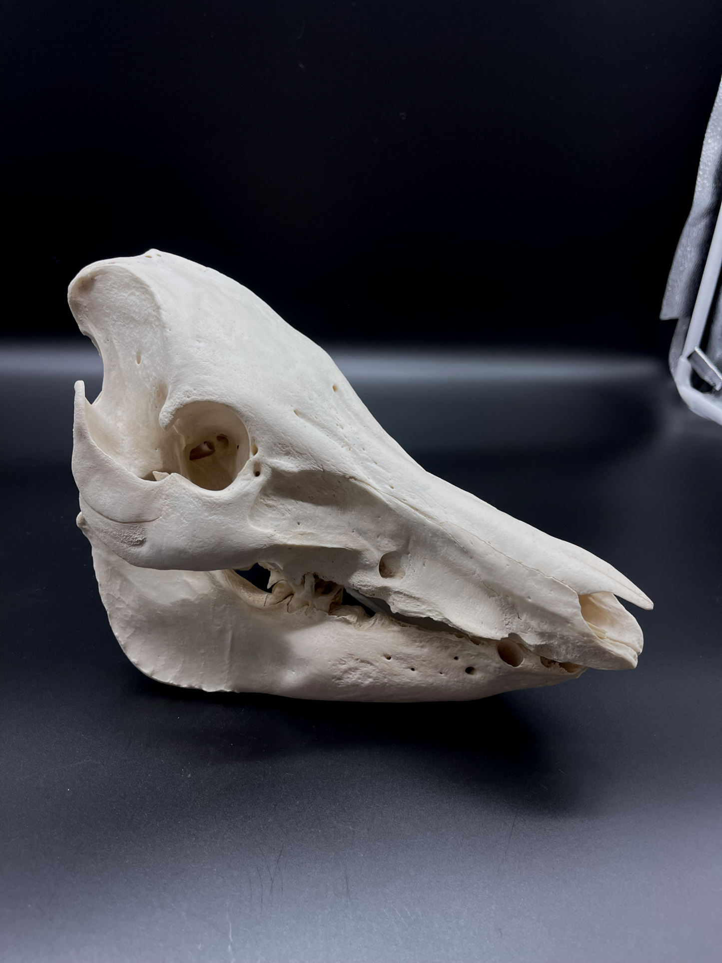 Pathological Geriatric Sow