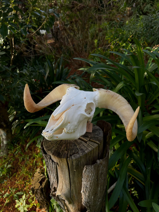 A+ Grade Juvenile Dorset Horned Ram