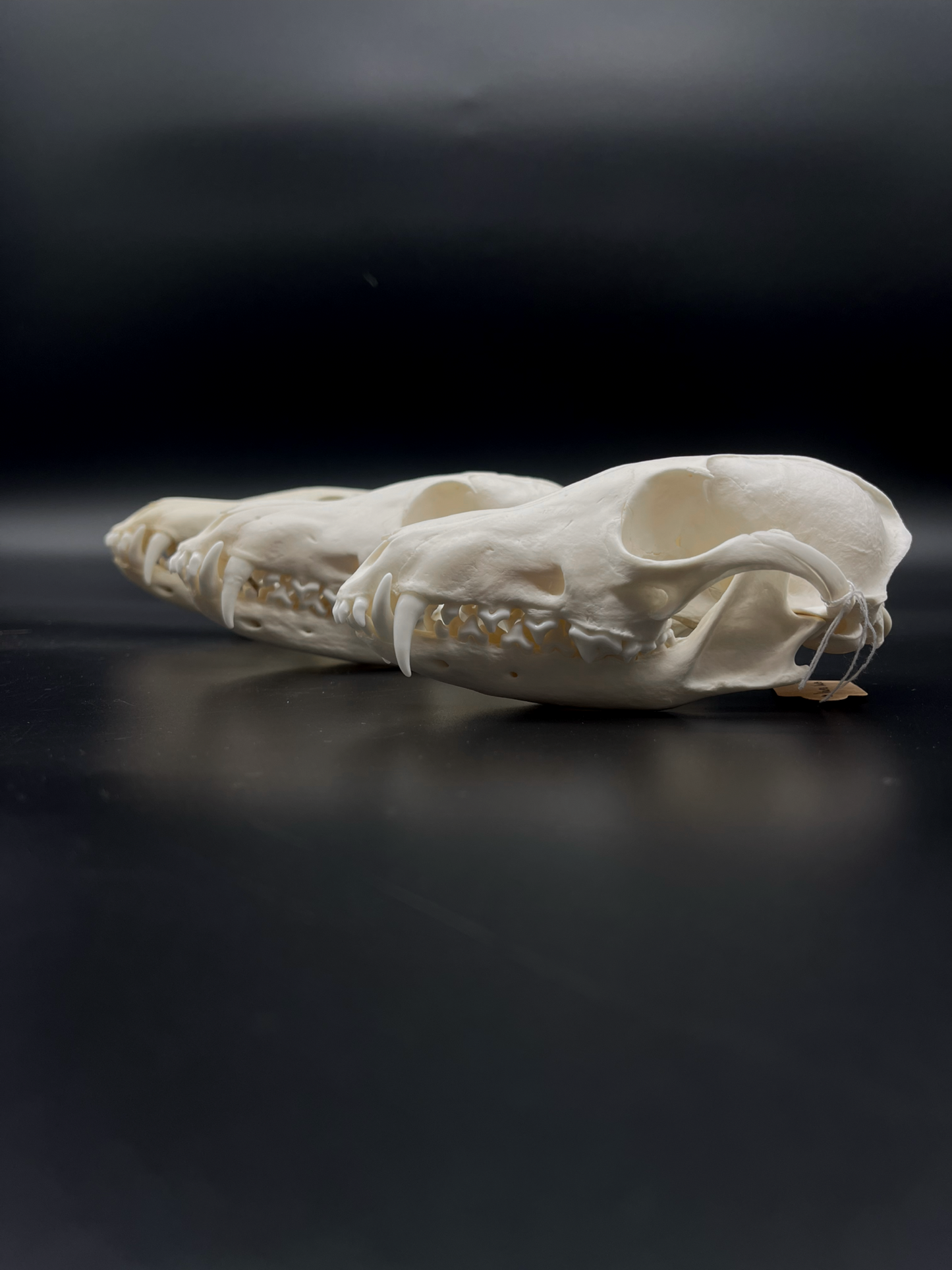A+ Grade Red Fox Skull