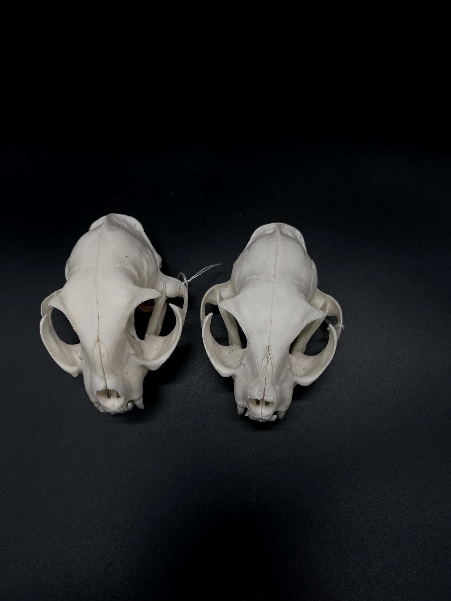 B Grade Feral Cat Skull