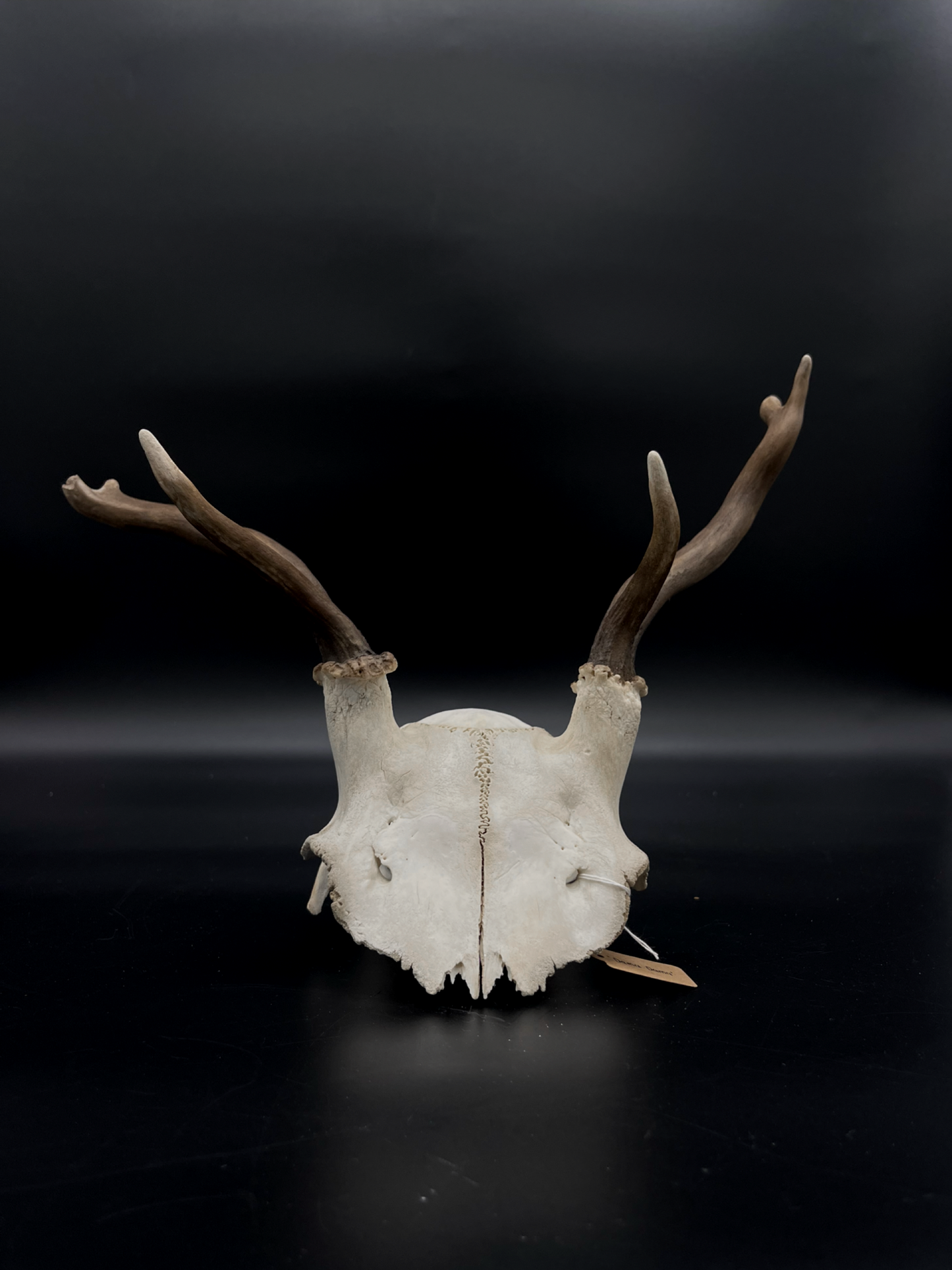 B Grade Fallow Buck Skull Cap