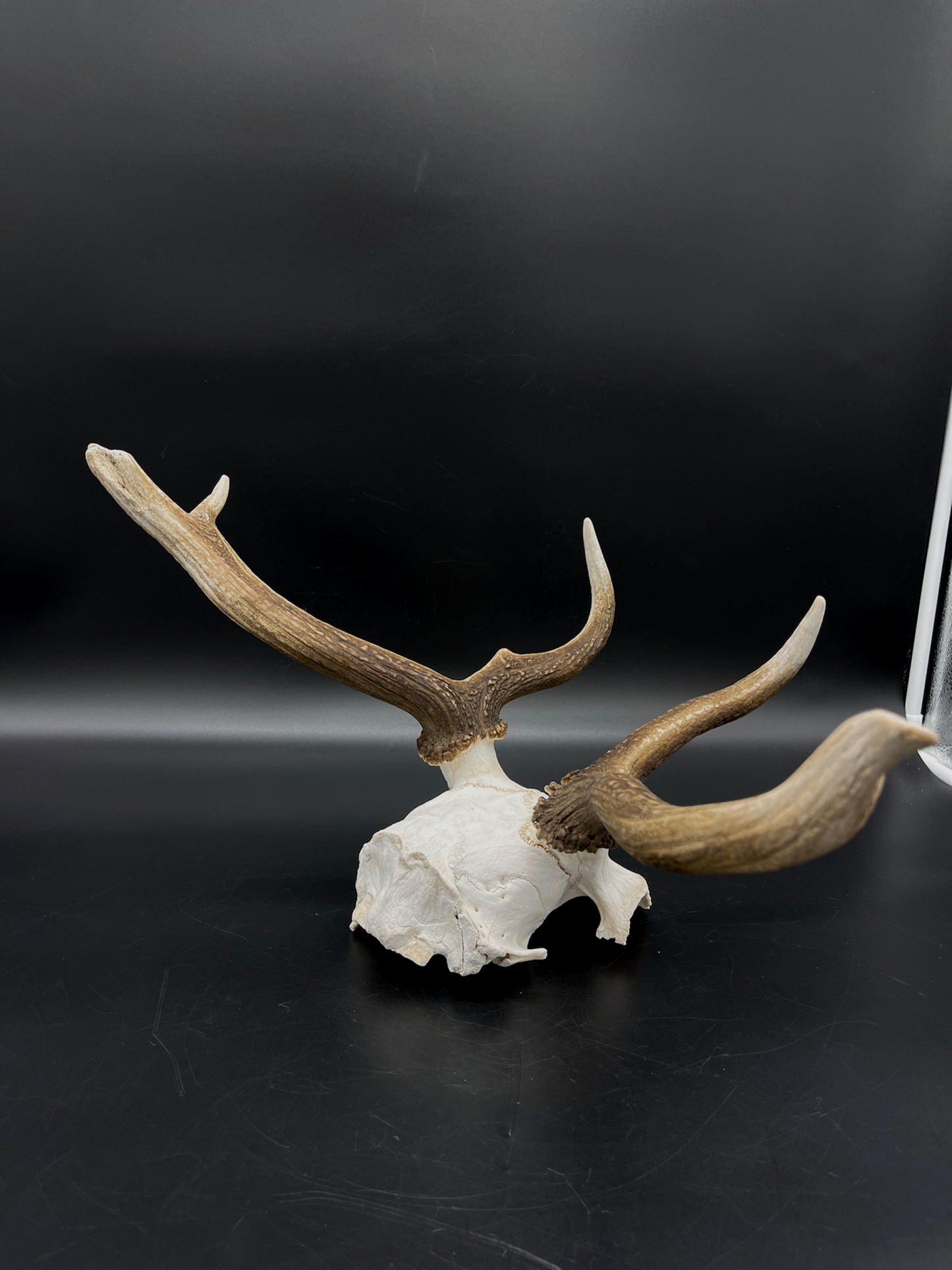 Craft Grade Fallow Buck Skull Cap
