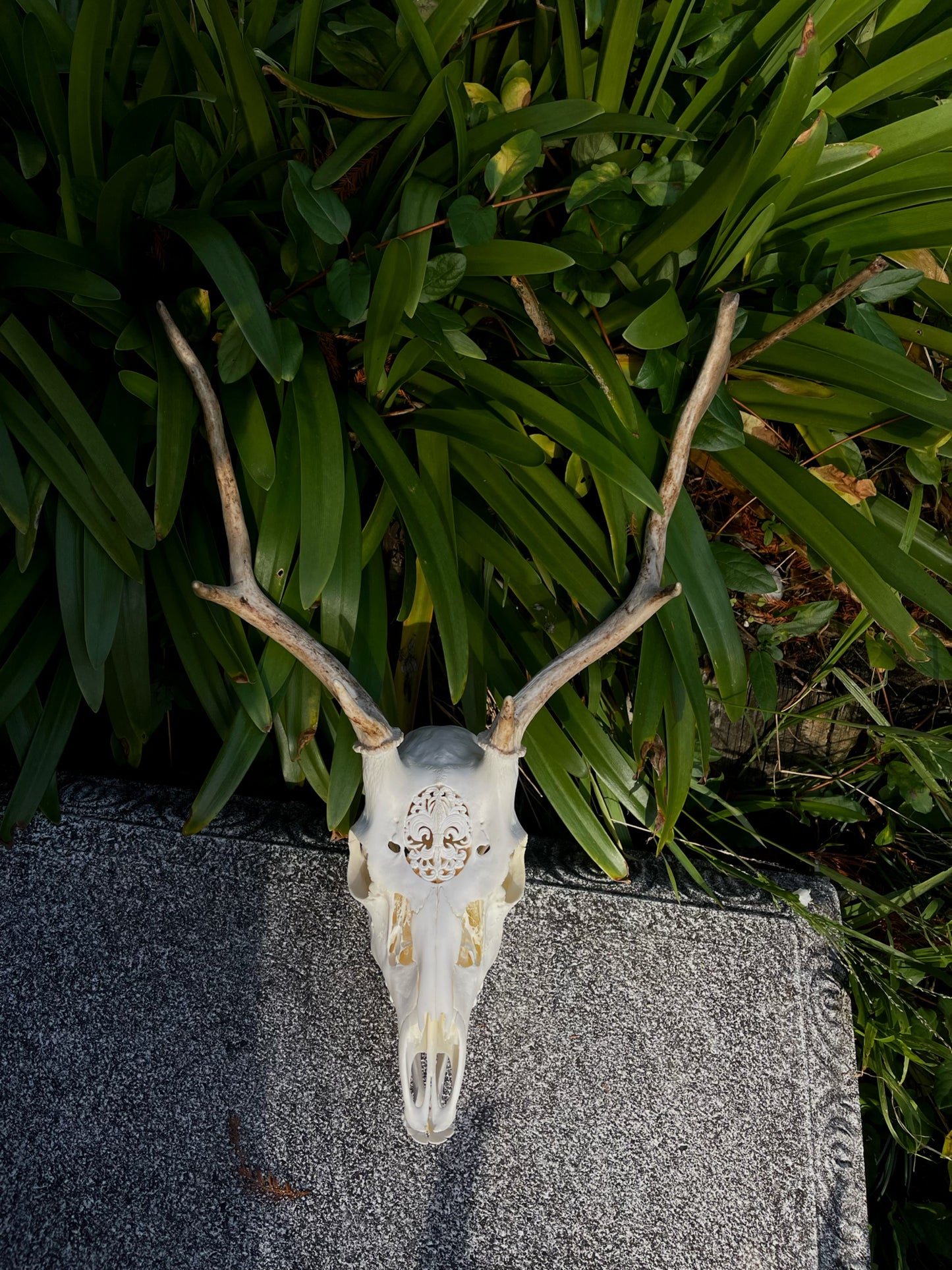 Ornately carved young Fallow Buck