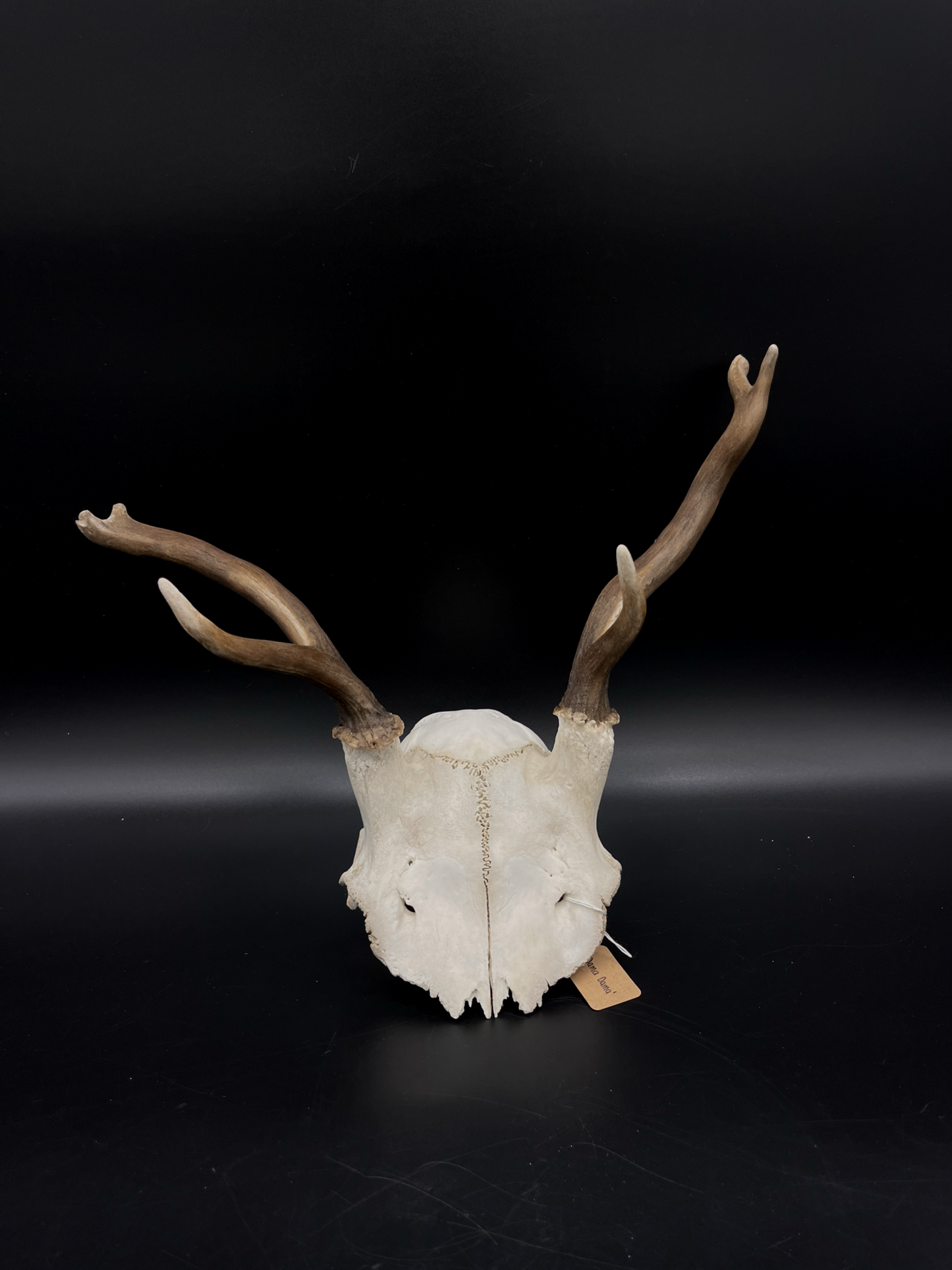 B Grade Fallow Buck Skull Cap