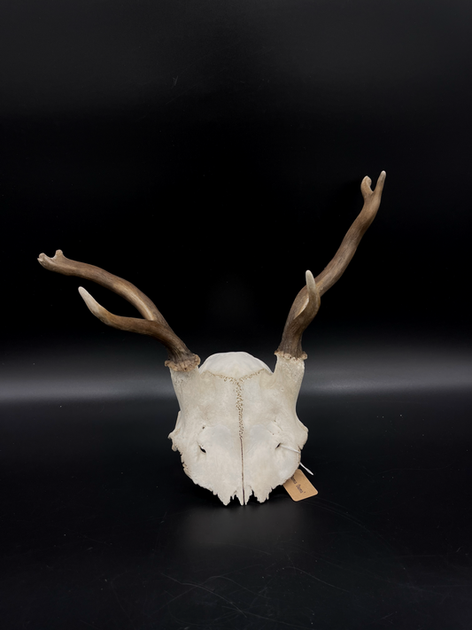 B Grade Fallow Buck Skull Cap