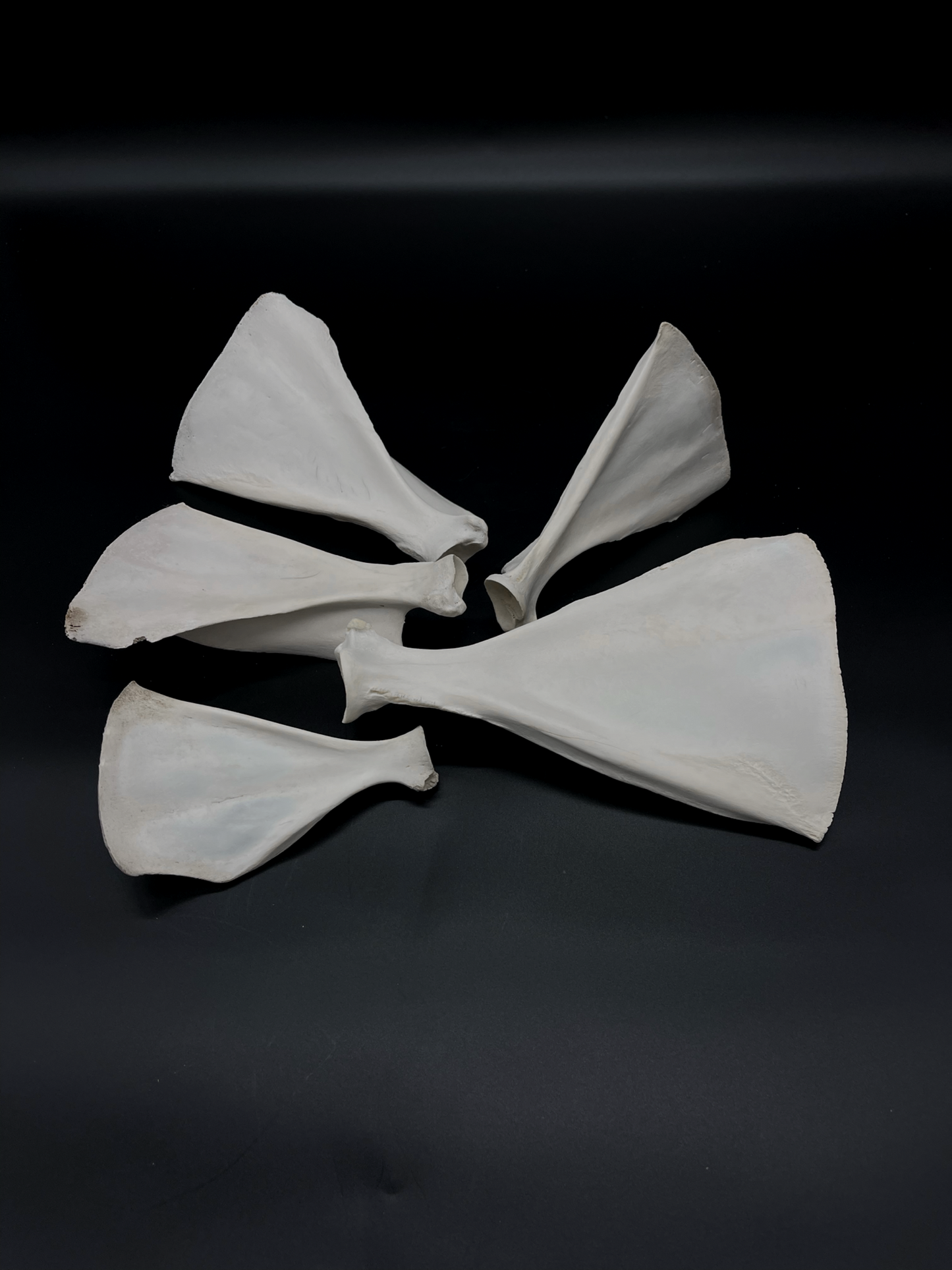 Sheep Scapula