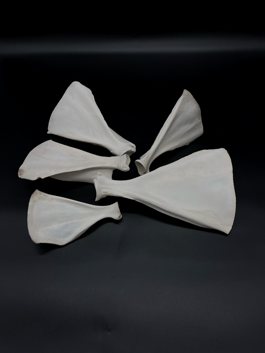 Sheep Scapula