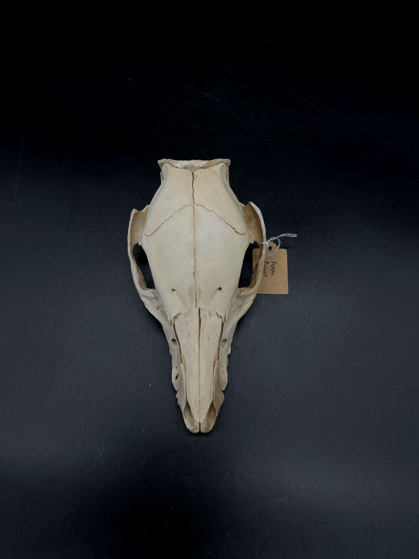 Craft Grade Feral Piglet Skull with Natural Patina