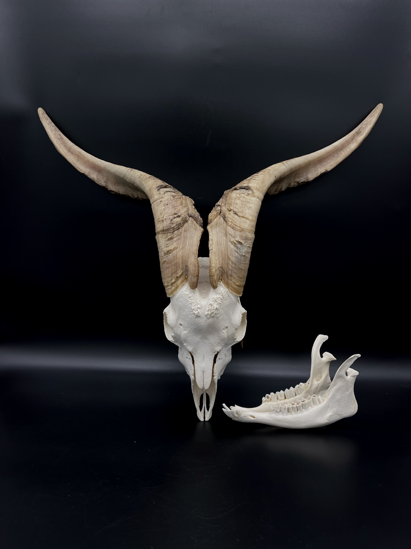 A- Grade Billy Goat Skull with Mandibles