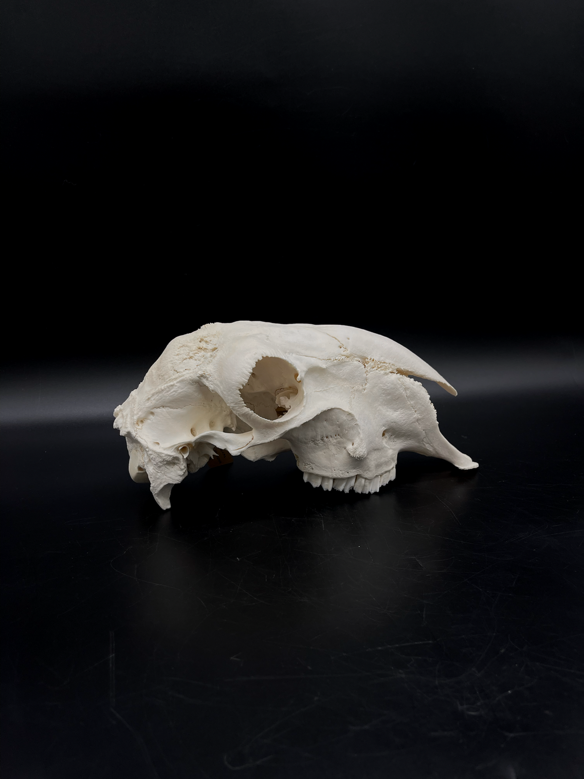 A- Grade Pathological Border Leicester Stud Ram Skull with Cranium blunt force trauma + a slight Wry Nose