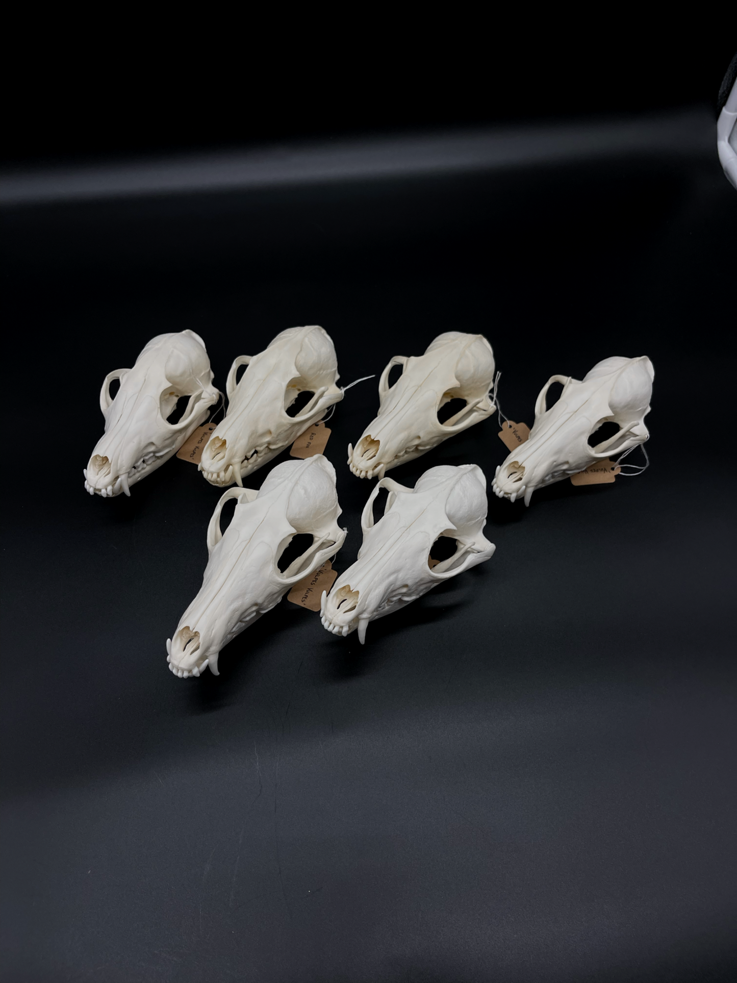 A- Grade Red Fox Skull